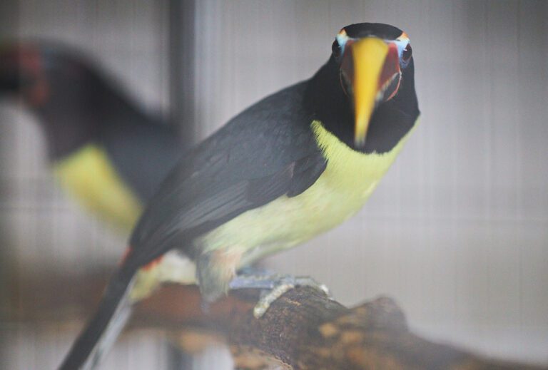 Aracari Viridis